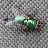 Electronic insect killers